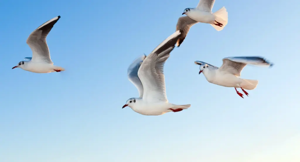 Das Bild zeigt fliegende Möwen vor einem blauen Himmel.